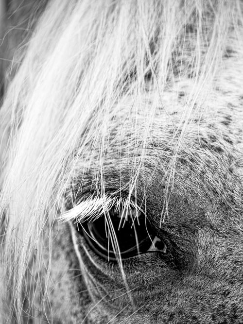 Free Intimate black and white close-up of a horse's eye with focus on texture and emotion. Stock Photo