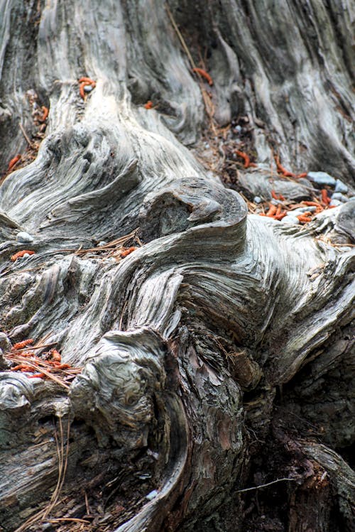 Patterns in Wood Grain