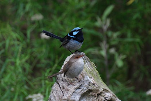 Two Splendid Fairy-wrens perched on a tree stump in Waratah Bay, Australia.