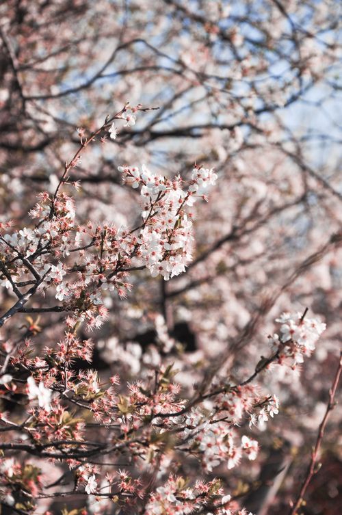 Free Close-up of cherry blossom branches with pink flowers under bright daylight, capturing the essence of spring. Stock Photo