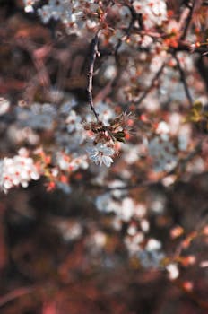 A close-up of delicate white cherry blossoms blooming on a branch during springtime.
