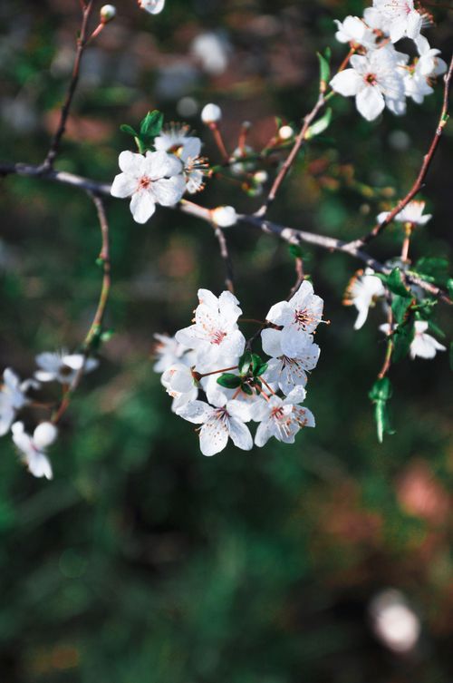 Free Close-up of delicate white cherry blossoms in full bloom with a blurred green background. Stock Photo