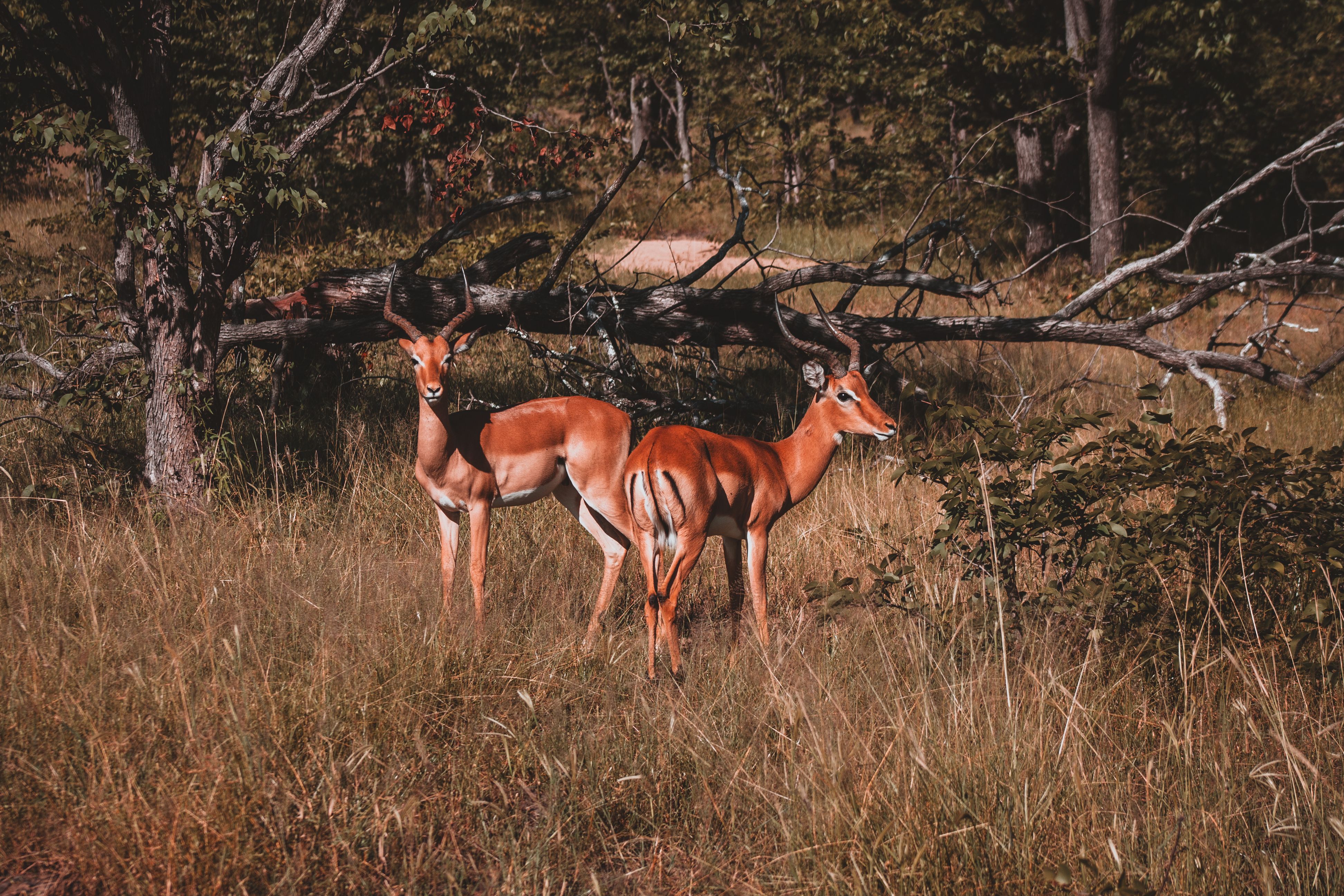 Two impalas gracefully standing in the African grassland, surrounded by nature.