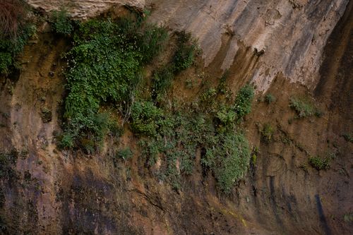 Free Close-up of lush plant growth on a textured rock cliff in Escalante, Utah. Stock Photo