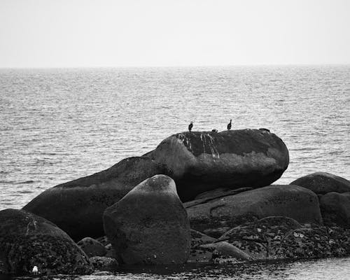 Gratis stockfoto met aalscholvers, dageraad, eiland