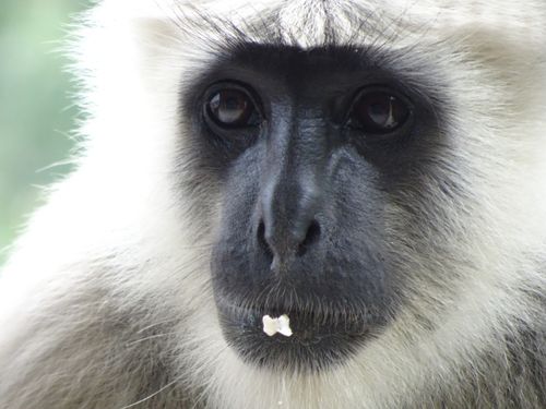 Free stock photo of face, india, monkey Stock Photo