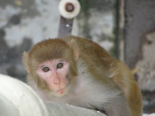 Free stock photo of brown monkey, india, monkey Stock Photo