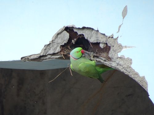 Free stock photo of animal, animal kingdom, bird Stock Photo