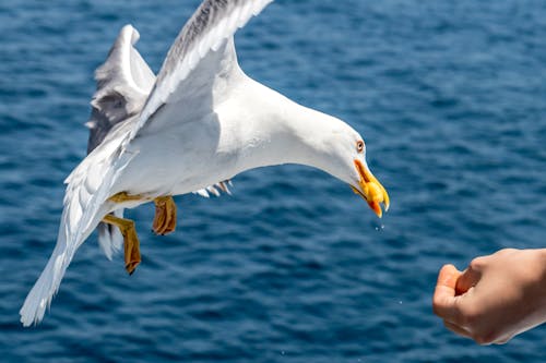 Close-Up Photo of Person Feeding Seagull