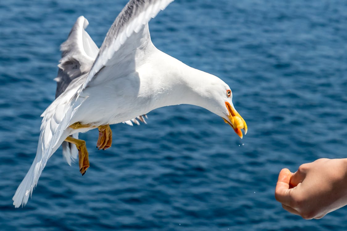 Close-Up Photo of Person Feeding Seagull