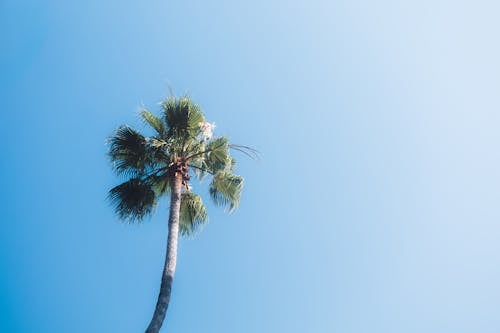 Photos gratuites de arbre, ciel bleu, cinématographie