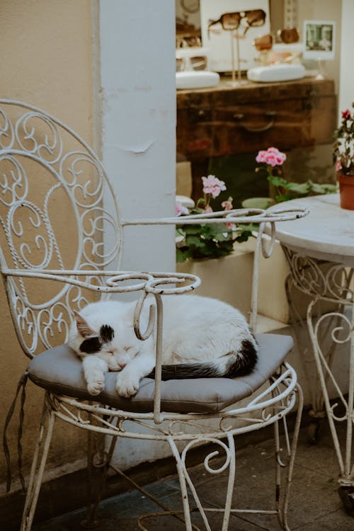 A cat is sleeping on a chair in a flower shop