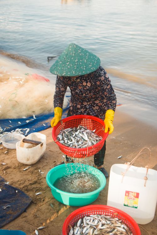Free A woman in Vũng Tàu, Vietnam sorts fish by the coast wearing a traditional conical hat. Stock Photo