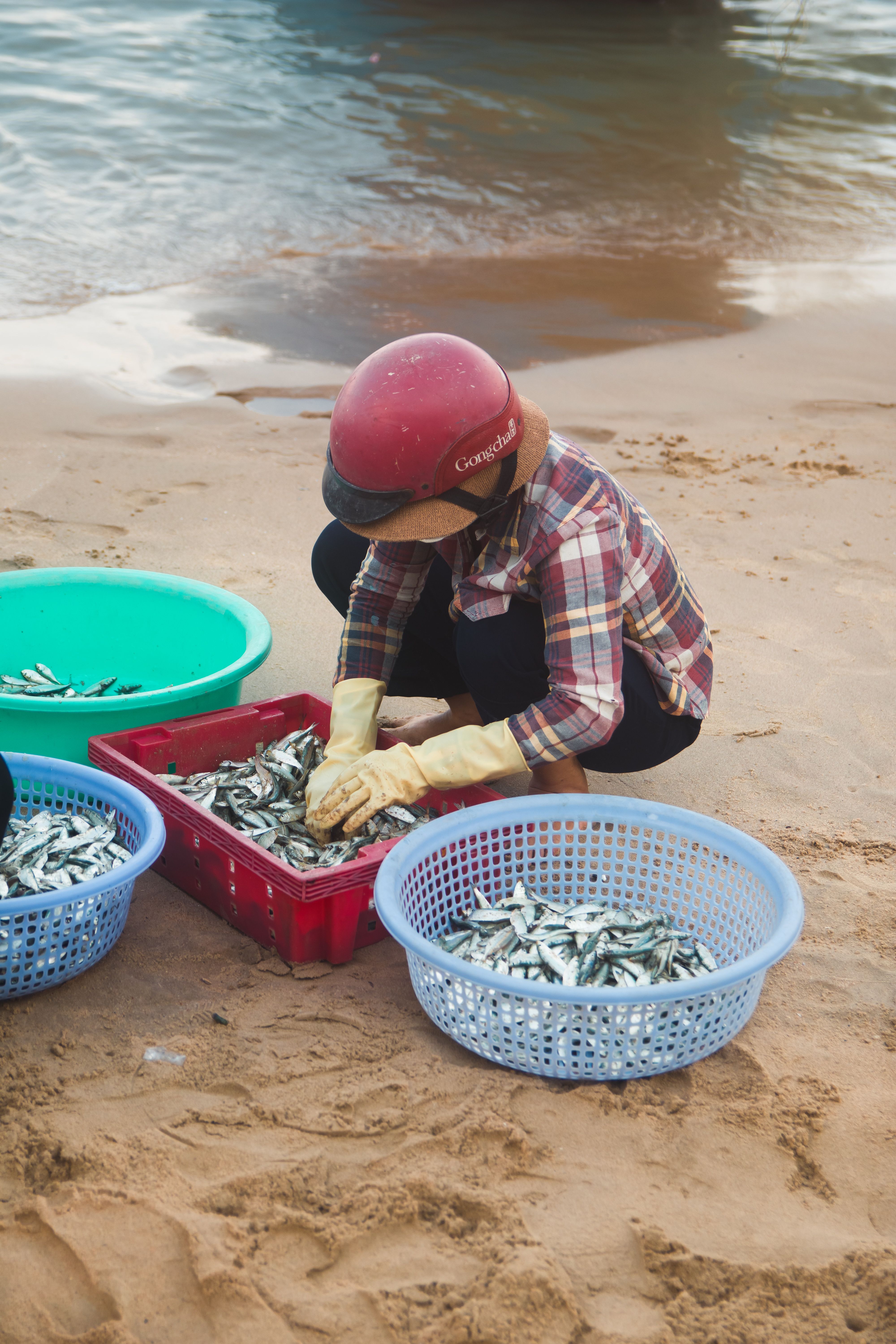 A woman sorting fish into baskets on a sandy beach in Vũng Tàu, Vietnam, showcasing traditional fishing methods.