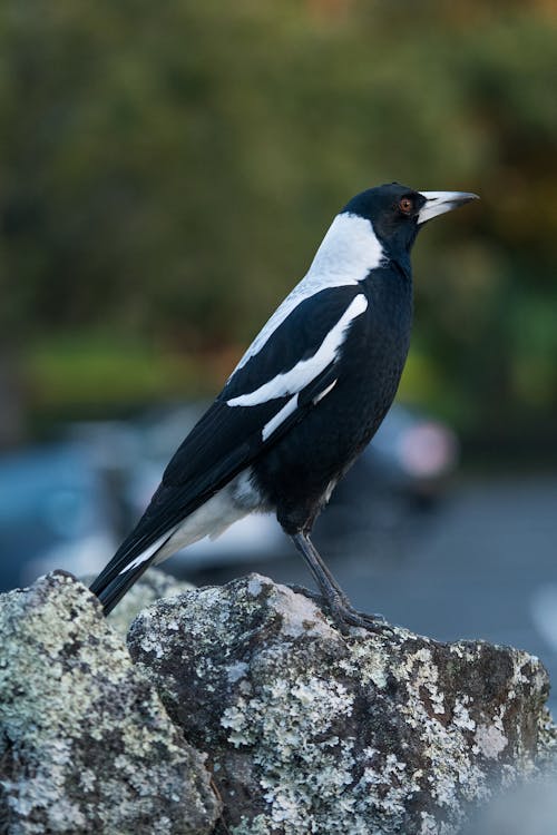 A black and white bird sitting on a rock