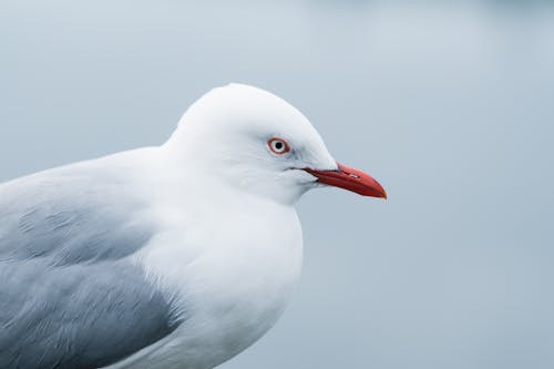 A seagull with red eyes