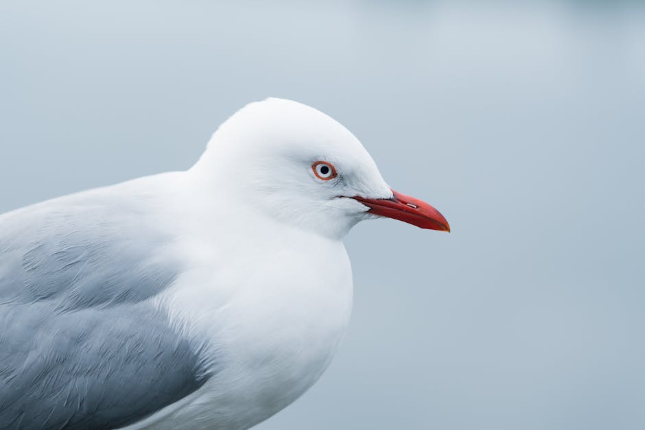 Detailed portrait of a silver seagull showcasing its red beak, captured in Auckland, New Zealand.
