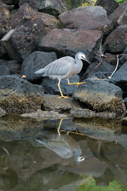 A bird is walking on the rocks near the water