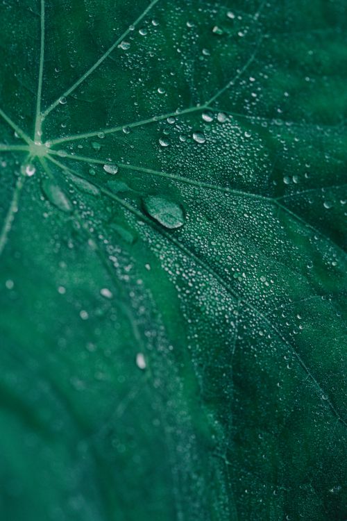 Free Vibrant green leaf with morning dew, highlighting natural veins and textures. Ideal for nature themes. Stock Photo