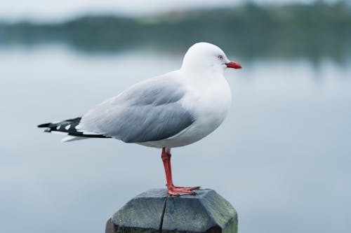 Ilmainen kuvapankkikuva tunnisteilla 4k, eläin, esteettinen