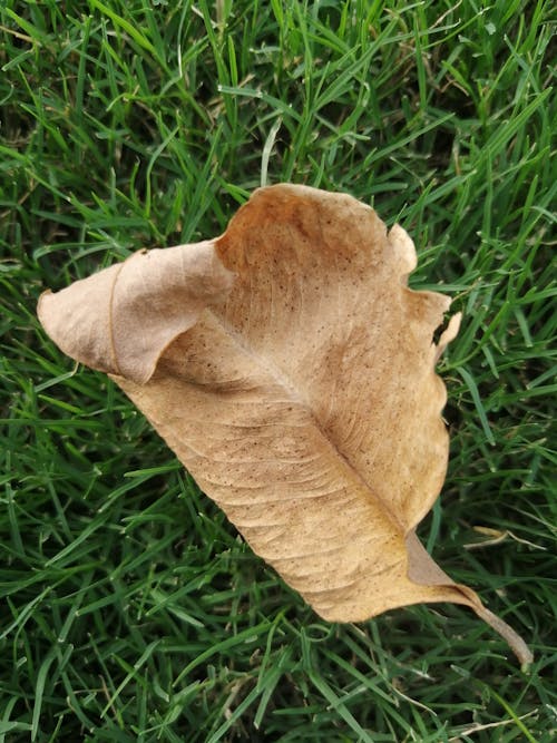 Photos gratuites de arbre, espérer, feuille