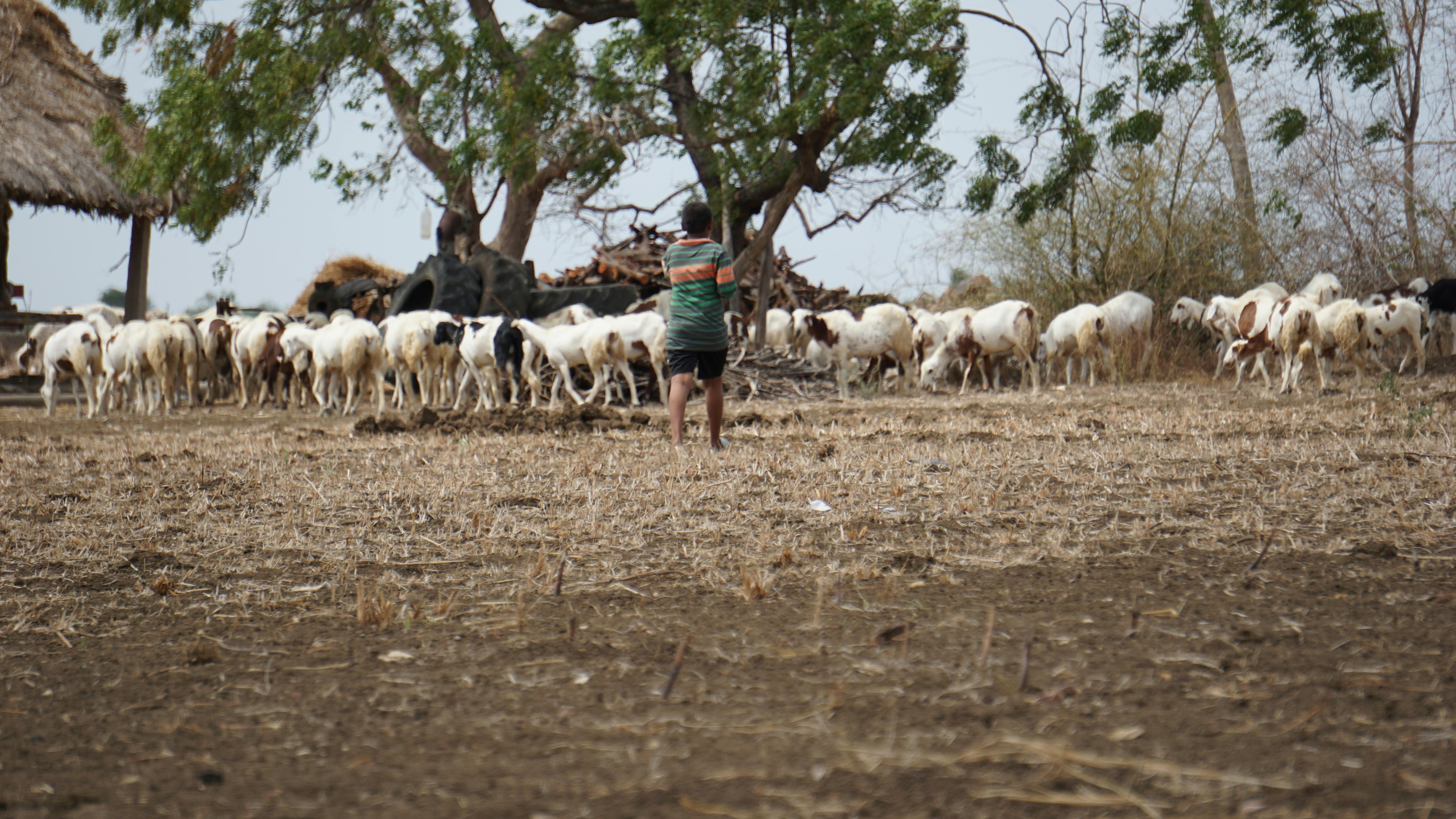 Free stock photo of animals, rice fields, sheeps