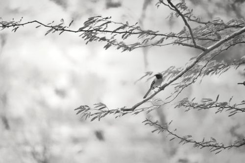 Free stock photo of bird, canon, fly Stock Photo