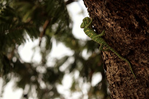 Close-Up Photo of Green Chameleon on a Tree