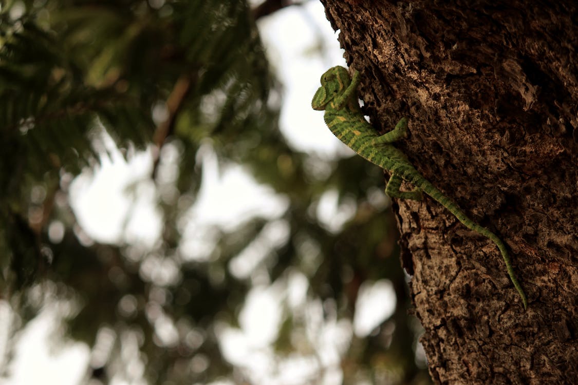 Free Close-Up Photo of Green Chameleon on a Tree Stock Photo