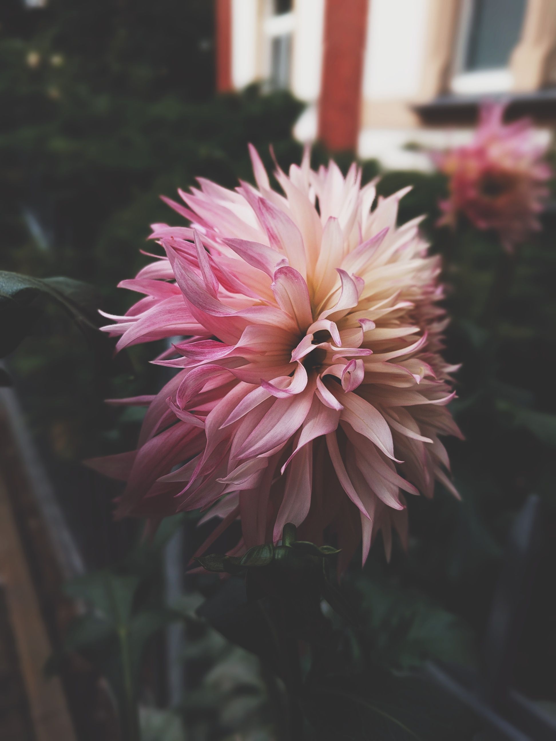 Pink And White Flower In Bloom · Free Stock Photo