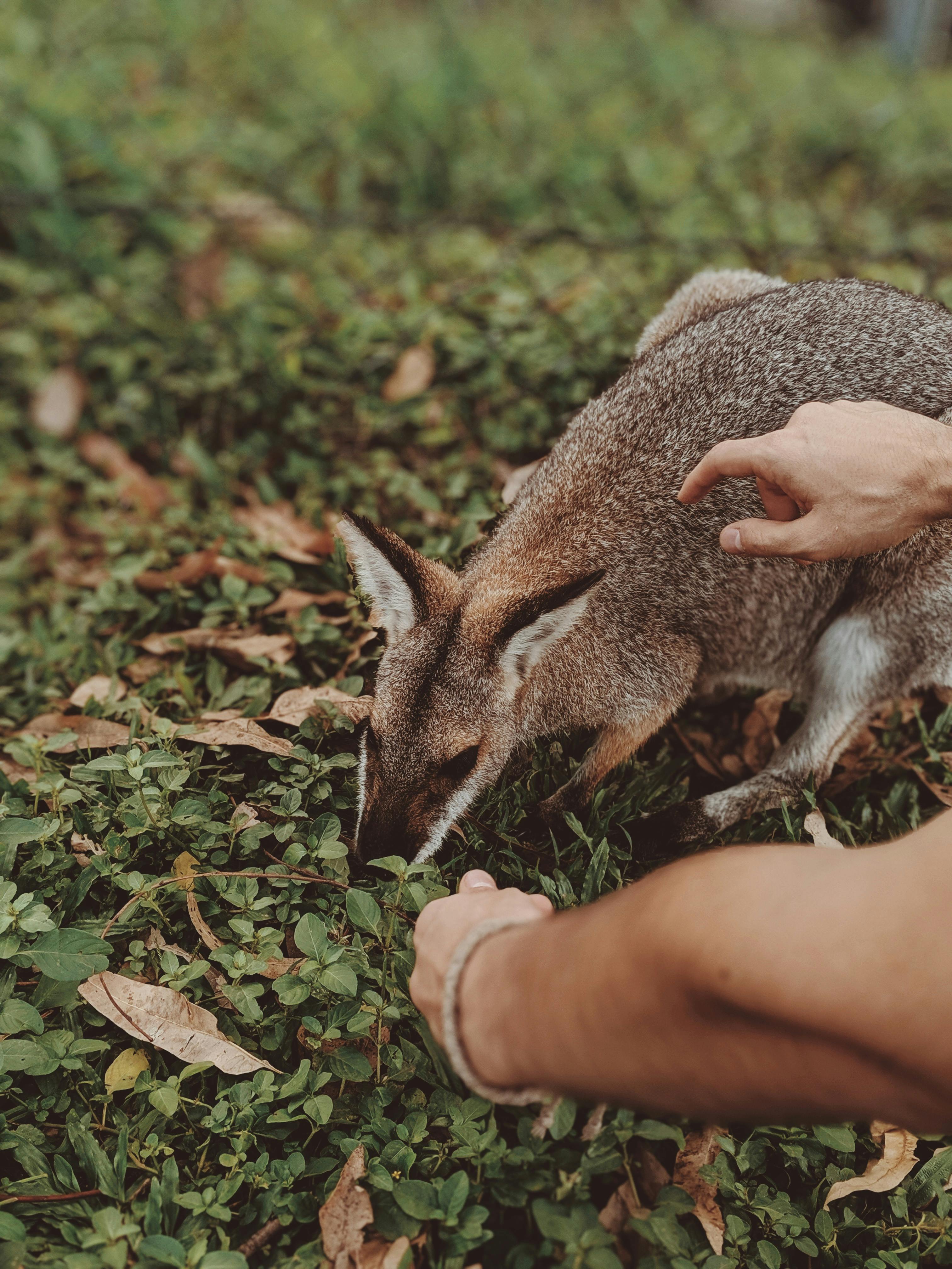 Brown and White Animal