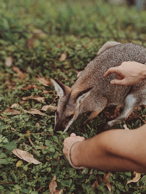 Close Up Foto Van Wallaby Op Gras