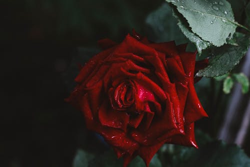 紅玫瑰的特寫照片
