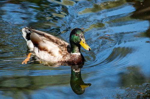 Free A mallard duck gliding across a serene pond, creating ripples on the reflective water surface. Stock Photo