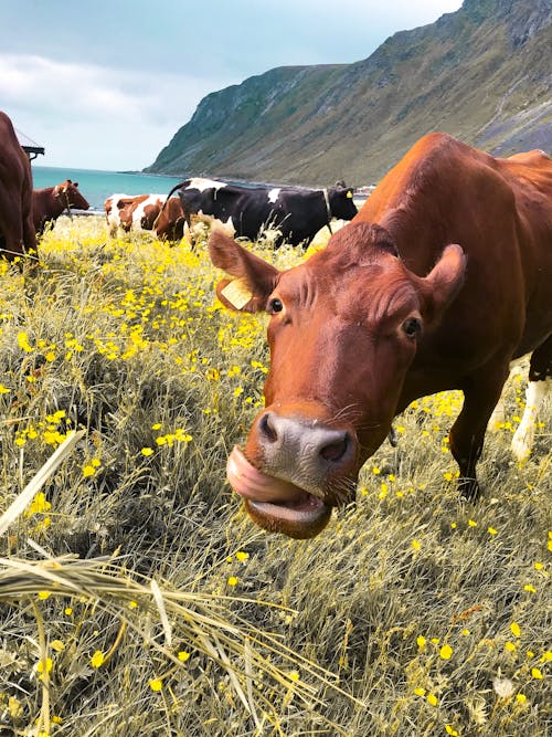 бесплатная Фото крупного рогатого скота на траве поля Стоковое фото