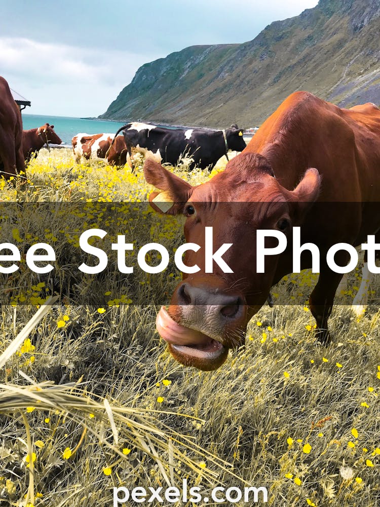 8+ Thousand Cow Eating Straw Royalty-Free Images, Stock Photos & Pictures