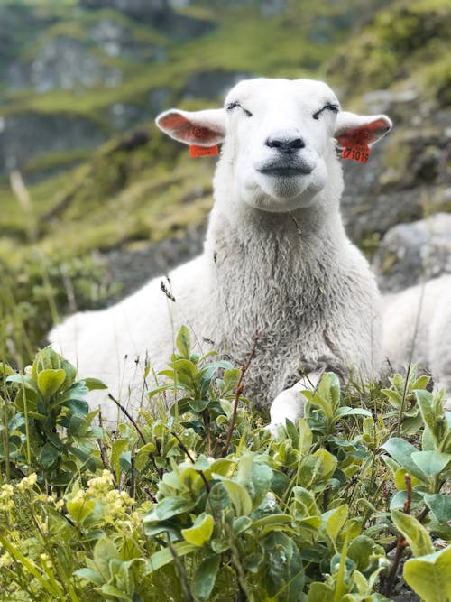Bezpłatne Białe Owce Na Polu Roślin Zdjęcie z galerii