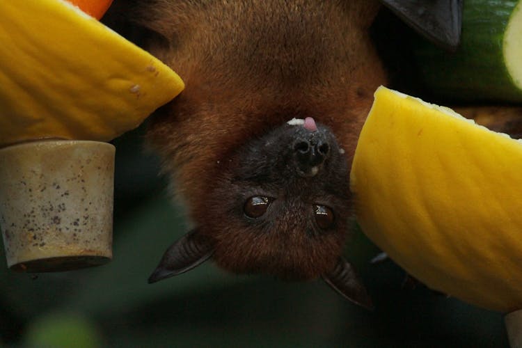 Close-Up Photo Of Bat