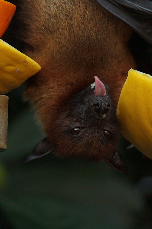 Free Close up of Bat Stock Photo