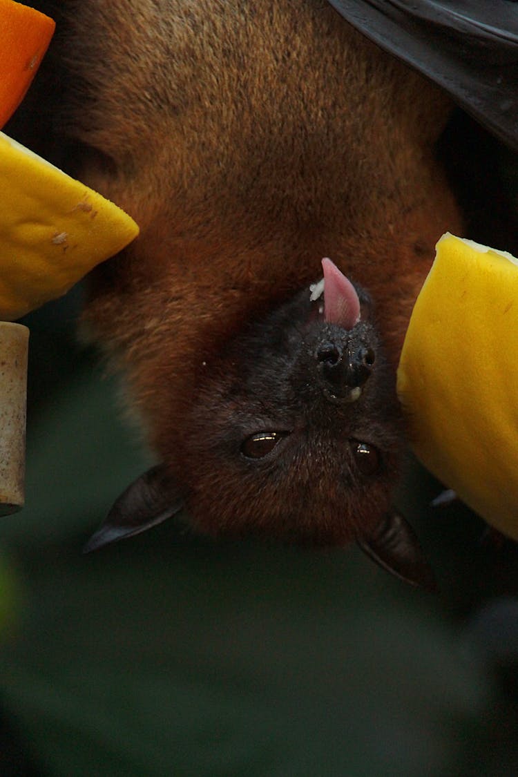 Close Up Of Bat