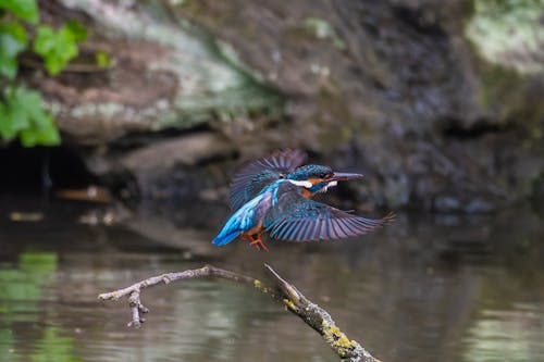 A bird is flying over a body of water