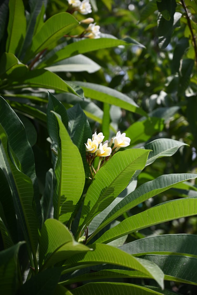 Close-up On A Plumeria Flower