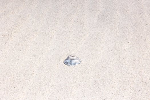 A single seashell rests on a pristine sandy beach in Sankt Peter-Ording, Germany.
