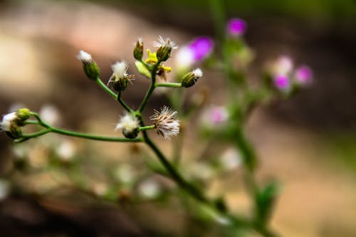 Základová fotografie zdarma na téma krása v přírodě, krásná květina, krásné květiny