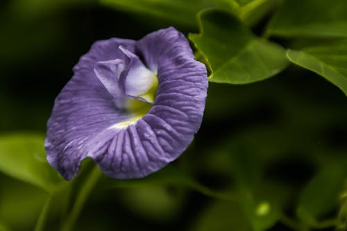 Základová fotografie zdarma na téma fialová, fialová kytka, krásná květina