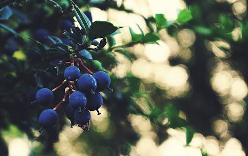 Niebieskie Owoce