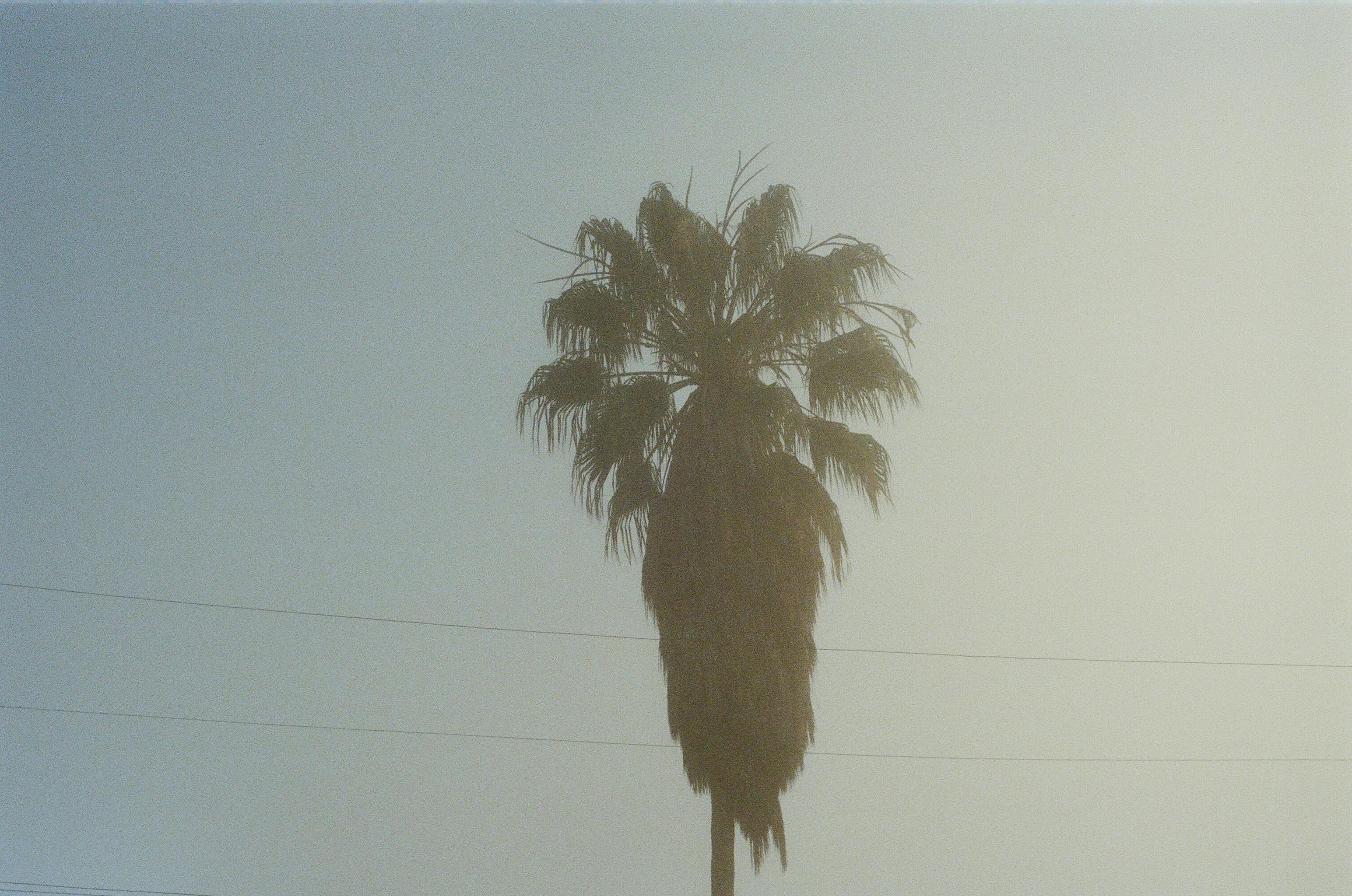 A single palm tree silhouetted against a clear blue sky with a vintage aesthetic.