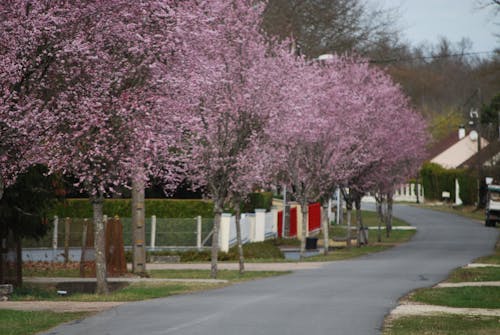 Free stock photo of pink, spring, spring blossom