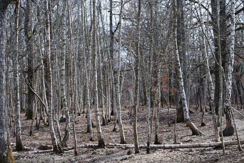 Free stock photo of birch, forrest, spring