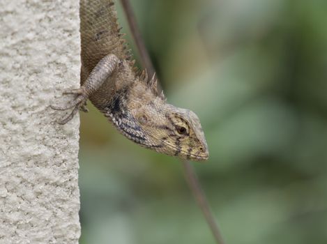 lizard photo